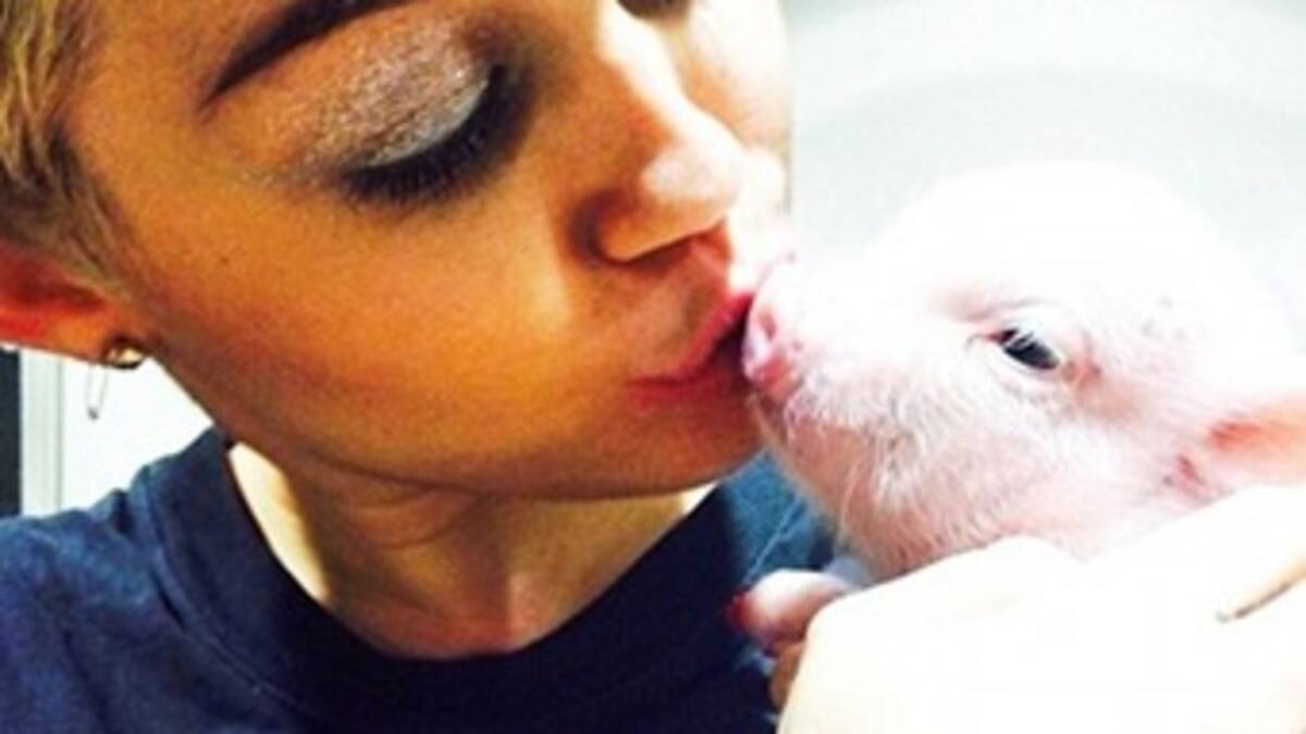 Miley Cyrus tiene nueva mascota: la cerdita Bubba Sue