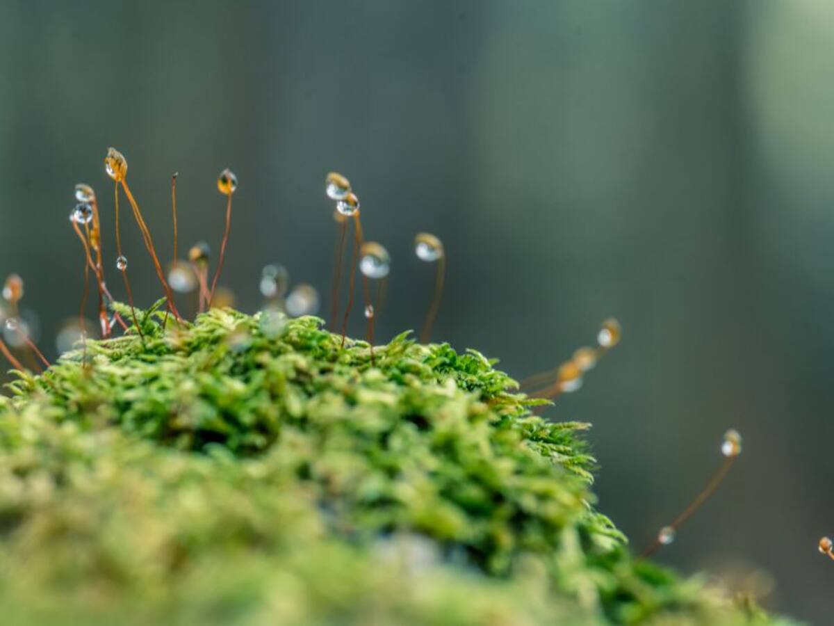 Entender la naturaleza a partir de los sonidos