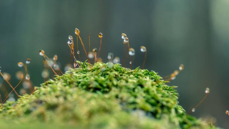 Entender la naturaleza a partir de los sonidos