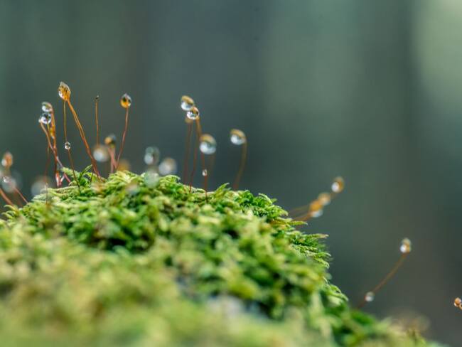 Entender la naturaleza a partir de los sonidos