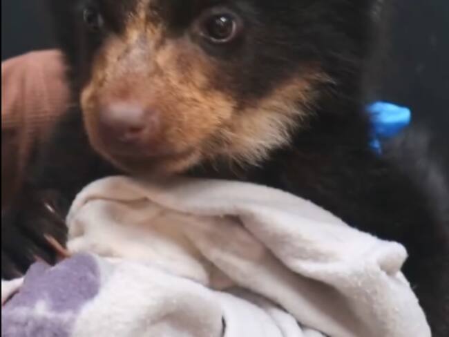 La cría tiene tres meses y está siendo atendido en el hogar de paso. Foto | Captura de pantalla video de Corpoboyacá