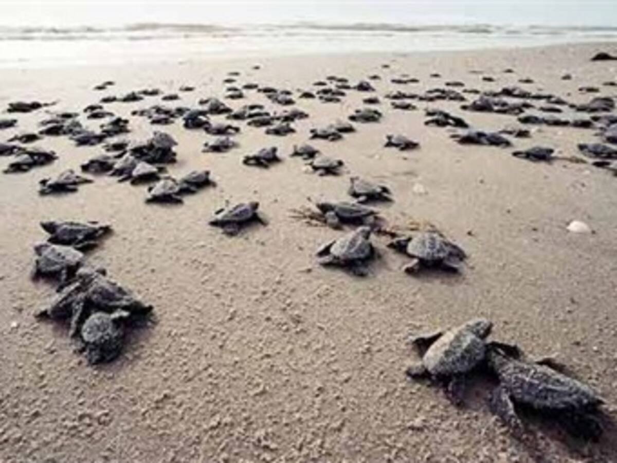 Unas 15.000 tortugas en peligro de extinción anidan en Pacífico de Nicaragua