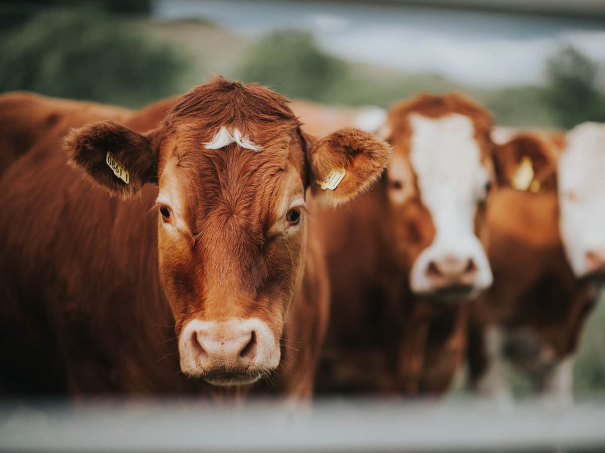 Comunidades campesinas de ocho municipios reciben insumos para mejorar la calidad de sus productos