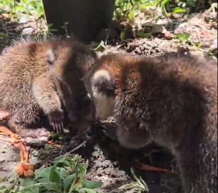 Cusumbos rescatados. Foto: cortesía Corantioquia.