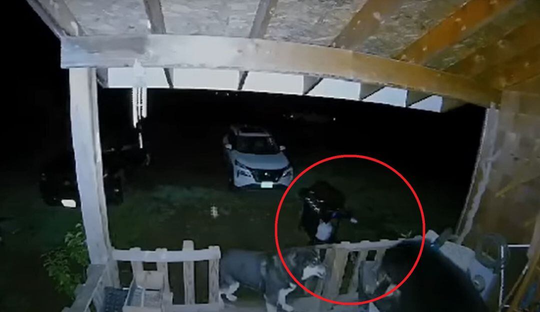 Video: ¡Qué valor! Un perro defendió la casa de sus amos frente a un oso