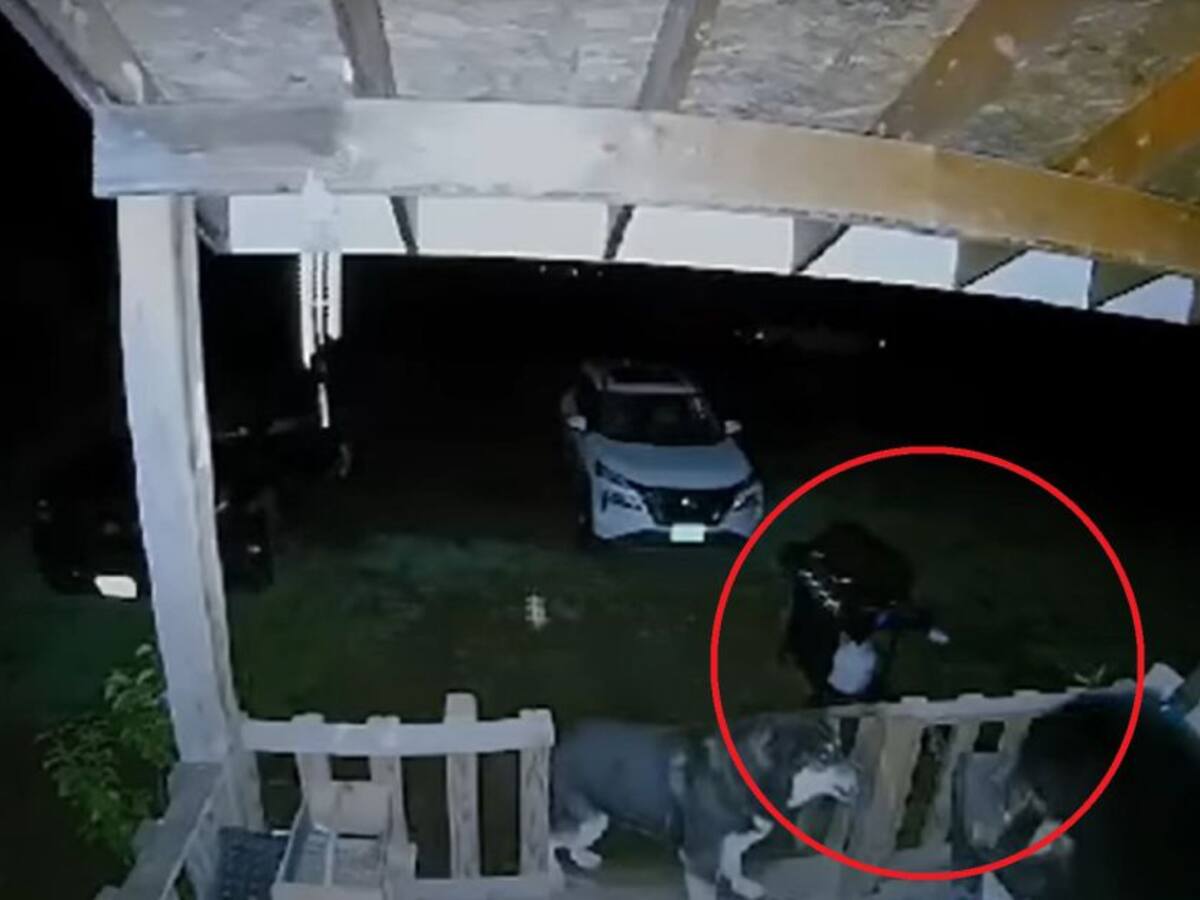 ¡Qué valor! Un perro defendió la casa de sus amos frente a un oso