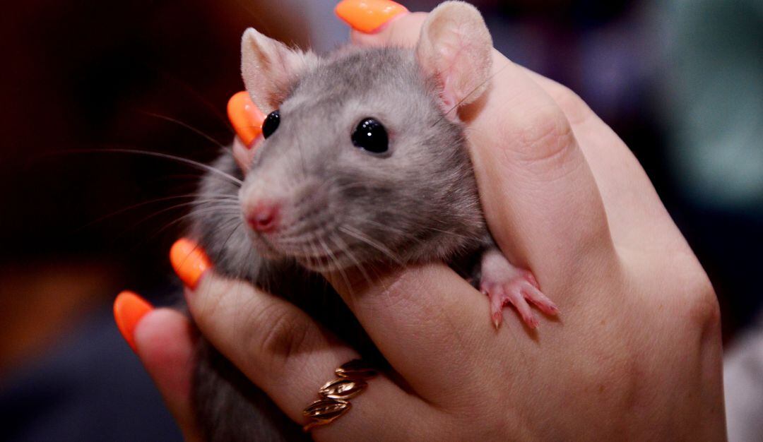 Ratas de mascota. 
