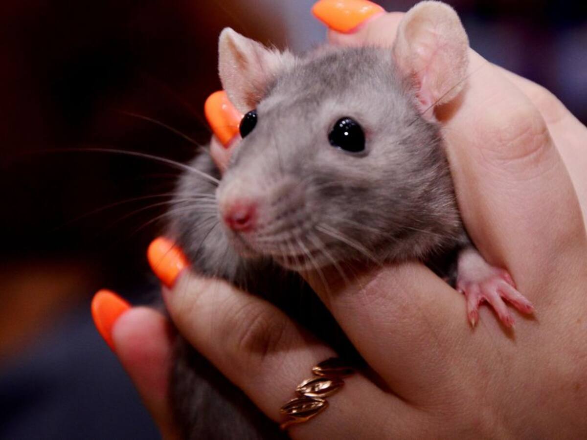 ¡50 ratas! Mujer presume a sus particulares mascotas "bañándose"