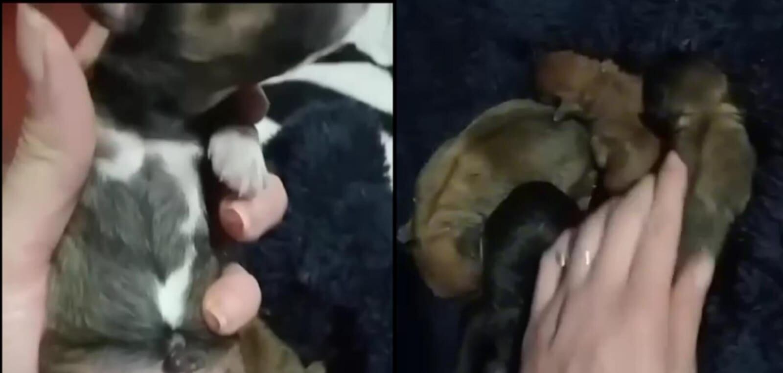 Enterraron vivas a cuatro cachorritas en Boyacá