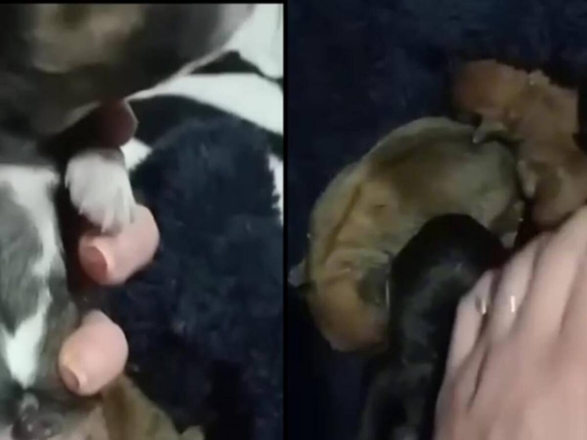 Aberrante caso de maltrato animal en Boyacá