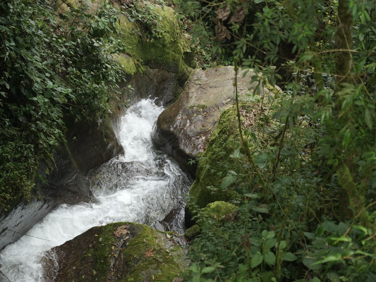 Protección de zonas boscosas se vuelve prioridad en Medellín ante la llegada del fenómeno de El Niño