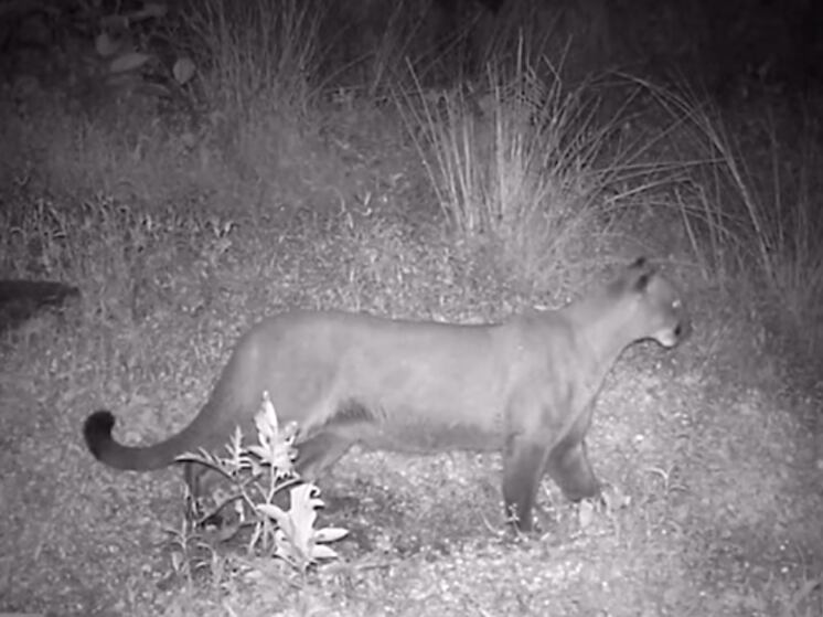 Puma avistado en veredas cercanas a Santa María despierta preocupación en la comunidad / Imagen de referencia.