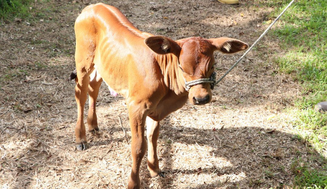 Eva, el inicio de la nueva raza sintética Rombrah