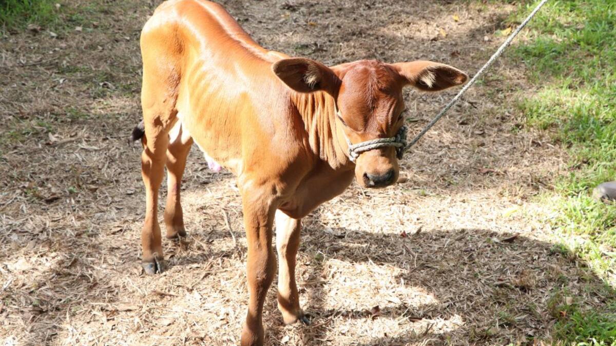Nació Eva, de un cruce que busca carnes de mejor calidad