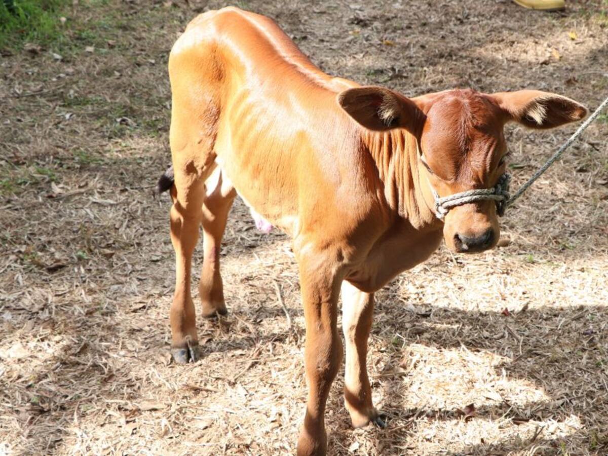 Nació Eva, de un cruce que busca carnes de mejor calidad