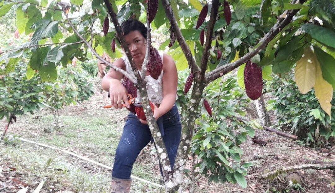 Producción de cacao en Putumayo, en la "Ruta del chocolate".
