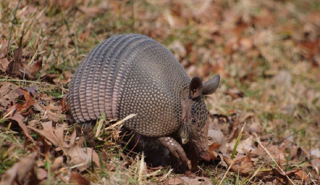 Armadillo 
