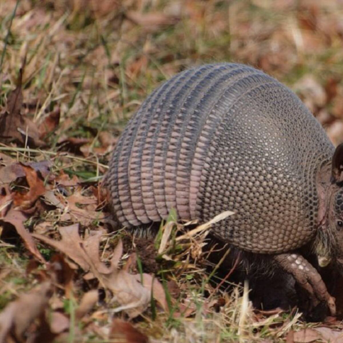 Cuide los armadillos, ayudan a combatir las plagas en el agro