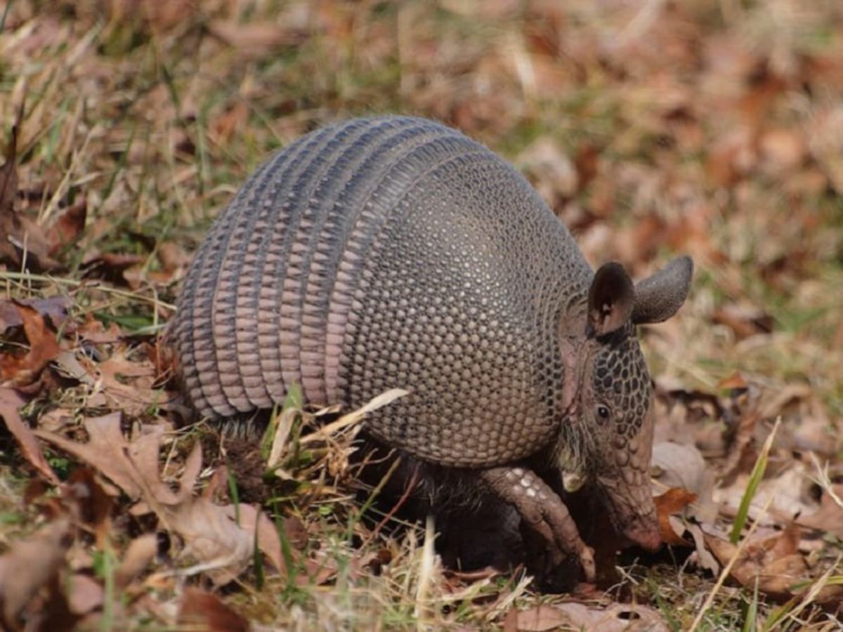 Cuide los armadillos, ayudan a combatir las plagas en el agro