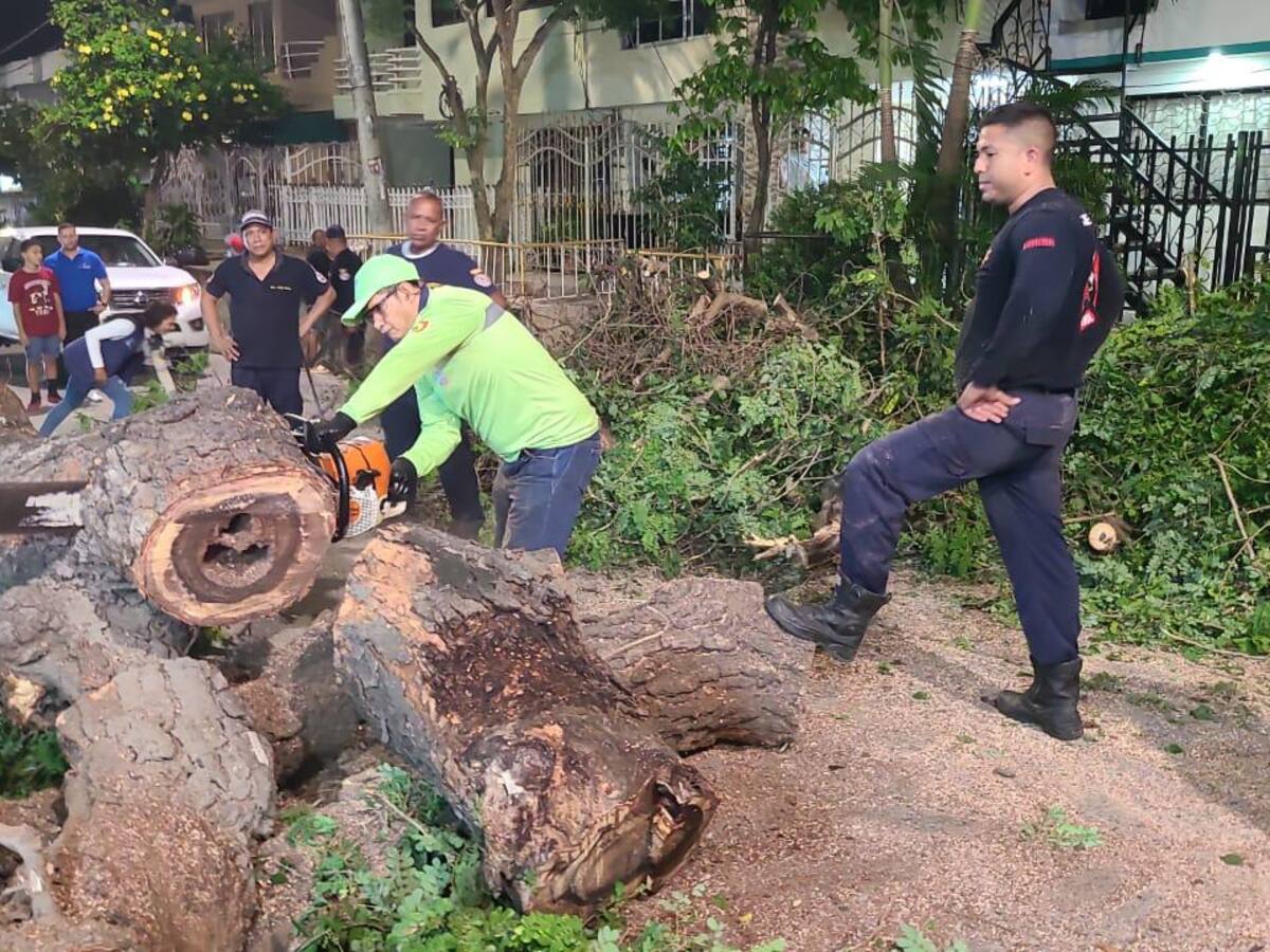 Distrito de Cartagena atendió emergencia por caída de árbol en el barrio Almirante Colón