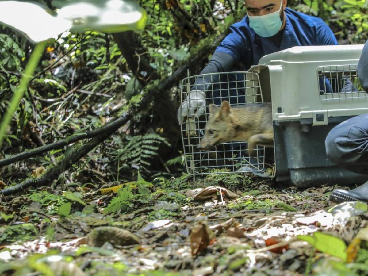 Regresó a su hábitat un zorro perro atropellado en Medellín