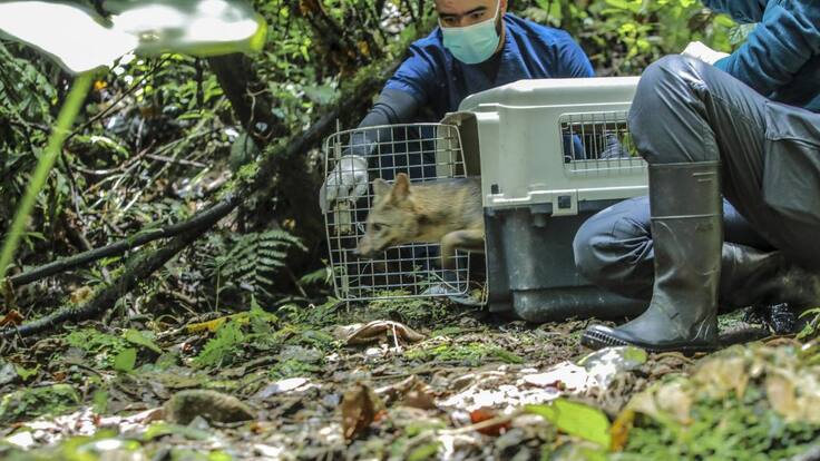 Regresó a su hábitat un zorro perro atropellado en Medellín