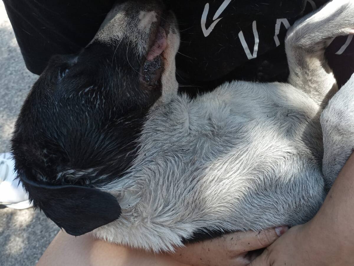 Continúa la matanza de perros y gatos en el barrio Porvenir de Bucaramanga