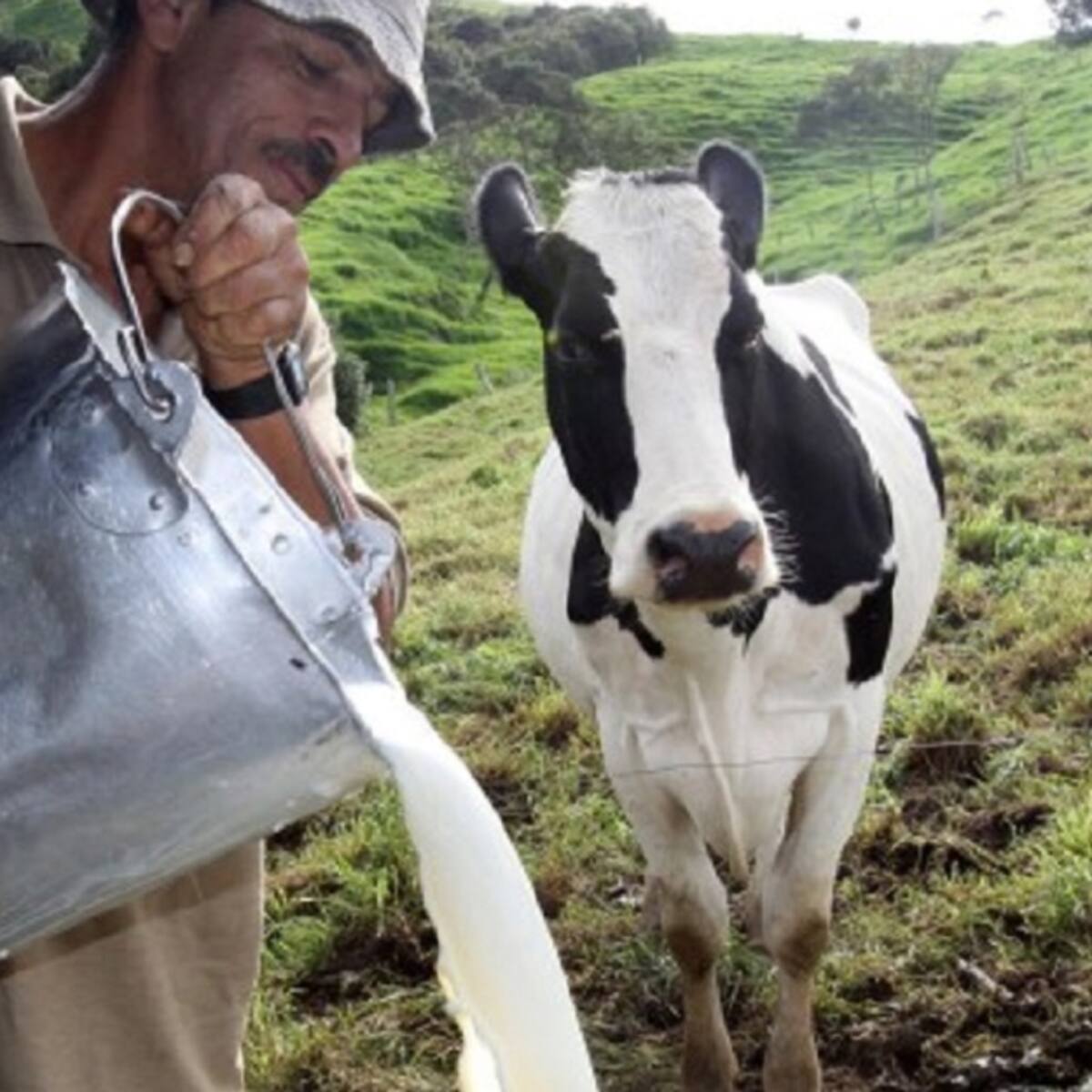 Sequía golpea al Atlántico: producción de leche cayó un 60% y ganaderos advierten de reservas secas