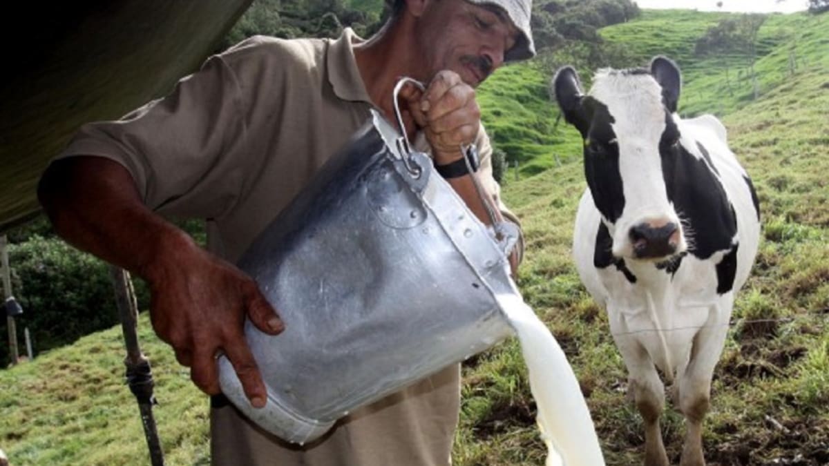 Sequía golpea al Atlántico: producción de leche cayó un 60% y ganaderos advierten de reservas secas