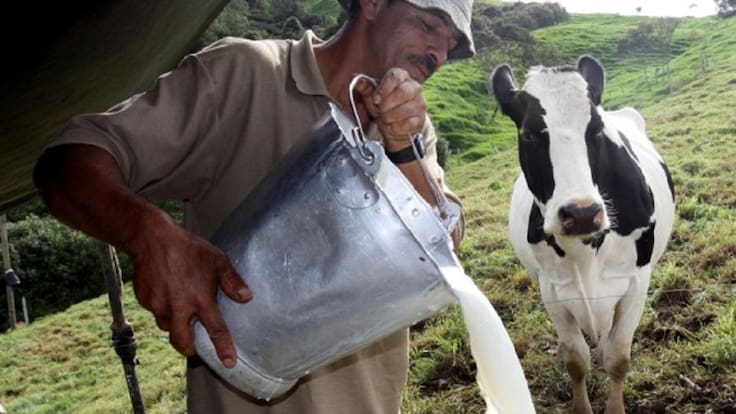 Sequía golpea al Atlántico: producción de leche cayó un 60% y ganaderos advierten de reservas secas