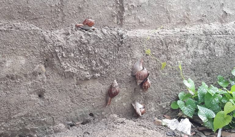 Con sal los habitantes buscan contrarrestar la proliferación del caracol africano.