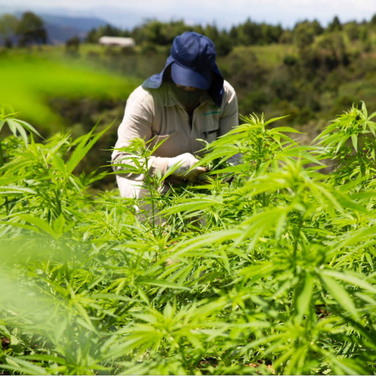 Congresistas pidieron a Petro apoyar proyecto para regular el cannabis de uso adulto