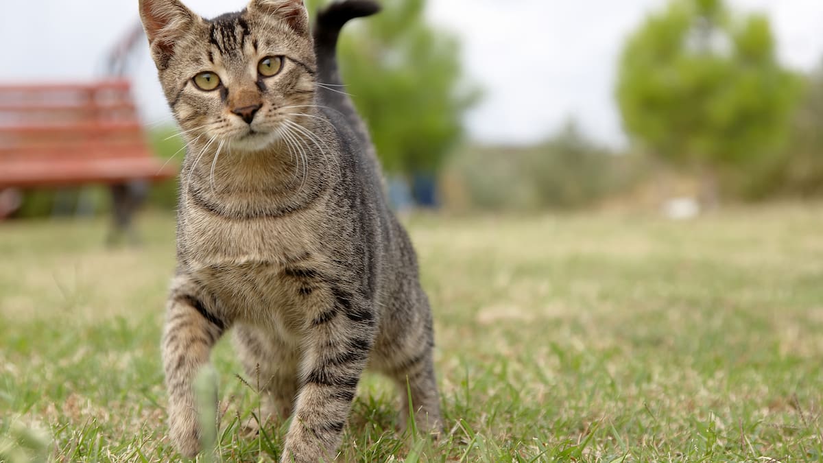 ¿Es malo que los gatos salgan de la casa? Científicos explican riesgos
