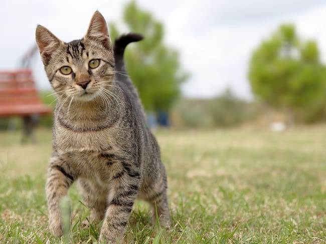 Es malo que los gatos salgan de la casa - Getty Images