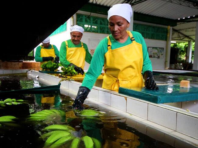 Roban elementos para prevenir hongo letal en plantaciones de banano