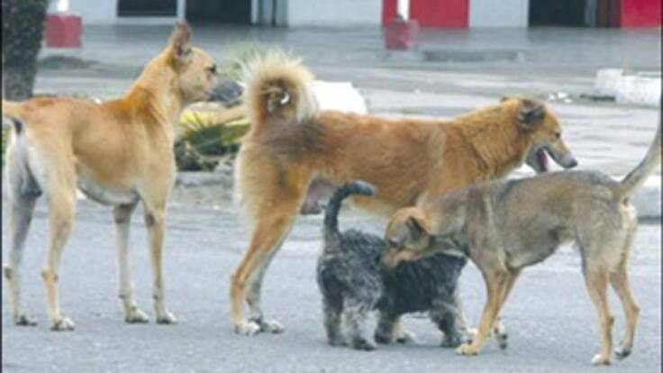 Polémica por decisión del alcalde de Mosquera que ordenó matar perros callejeros
