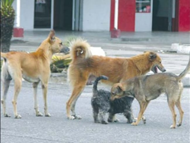 Polémica por decisión del alcalde de Mosquera que ordenó matar perros callejeros