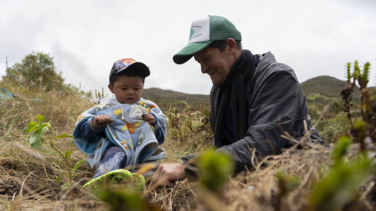 Crean alianza: productores de mango cundinamarqueses y Postobón