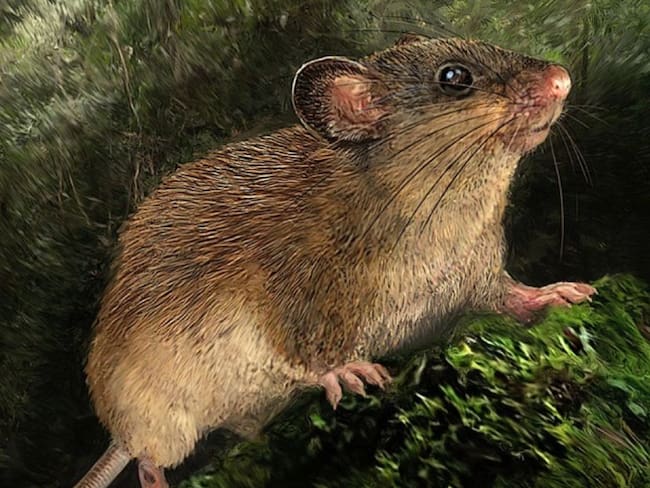 Serranensis, nueva especie descubierta en Santander