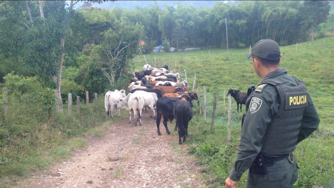 El Comité de Ganaderos del Huila reporta 98 casos de abigeato y carneo en lo corrido de 2026. Foto Relacionada 