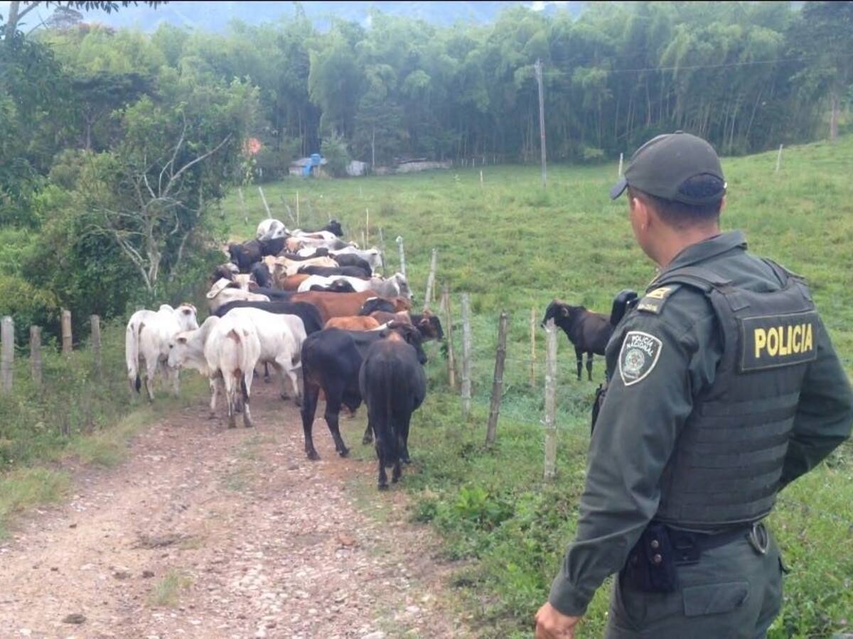 Ganaderos del Huila reportan 98 casos de abigeato y carneo en 2026