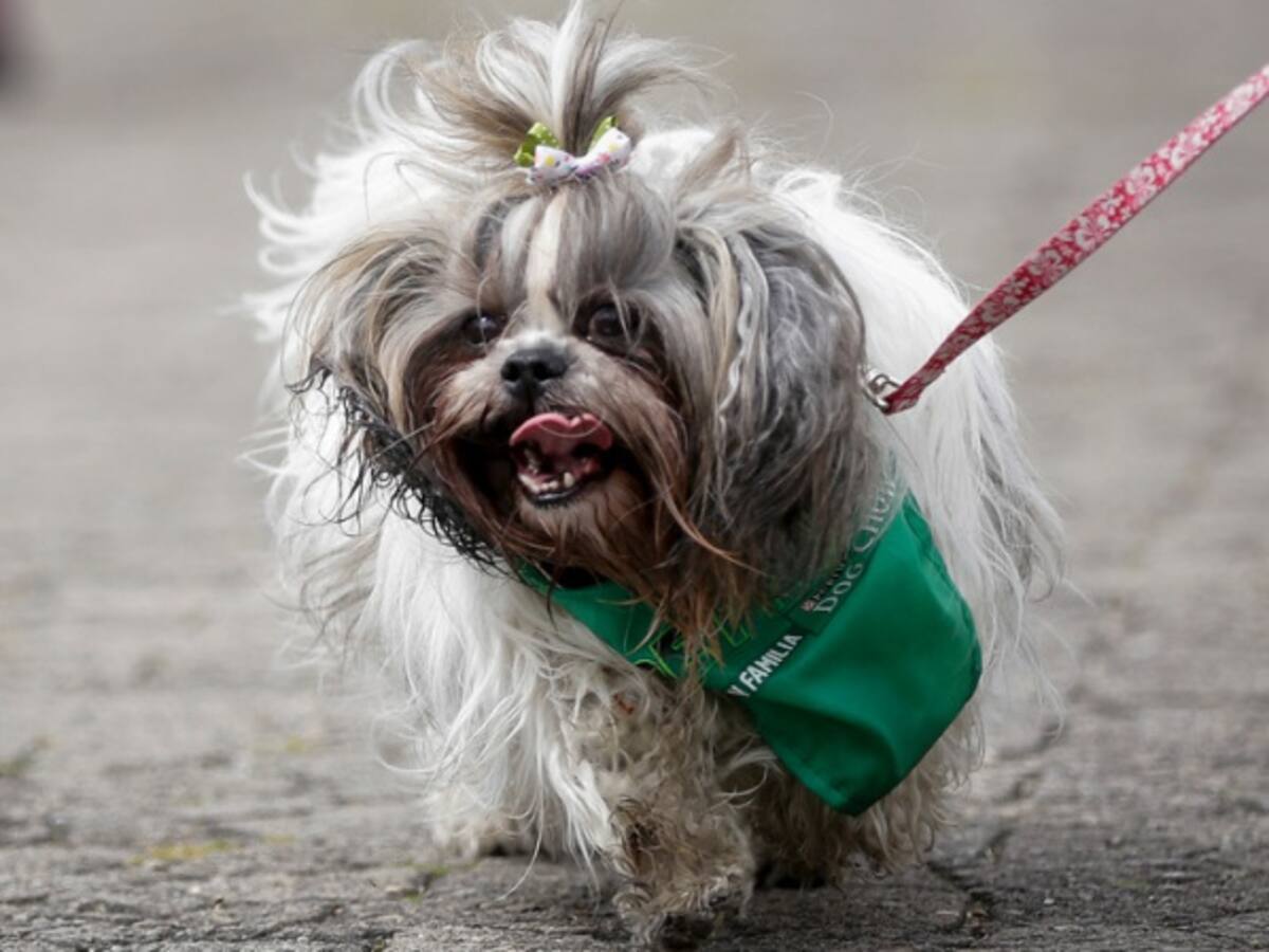¿Qué hacer con las mascotas en caso de emergencia?