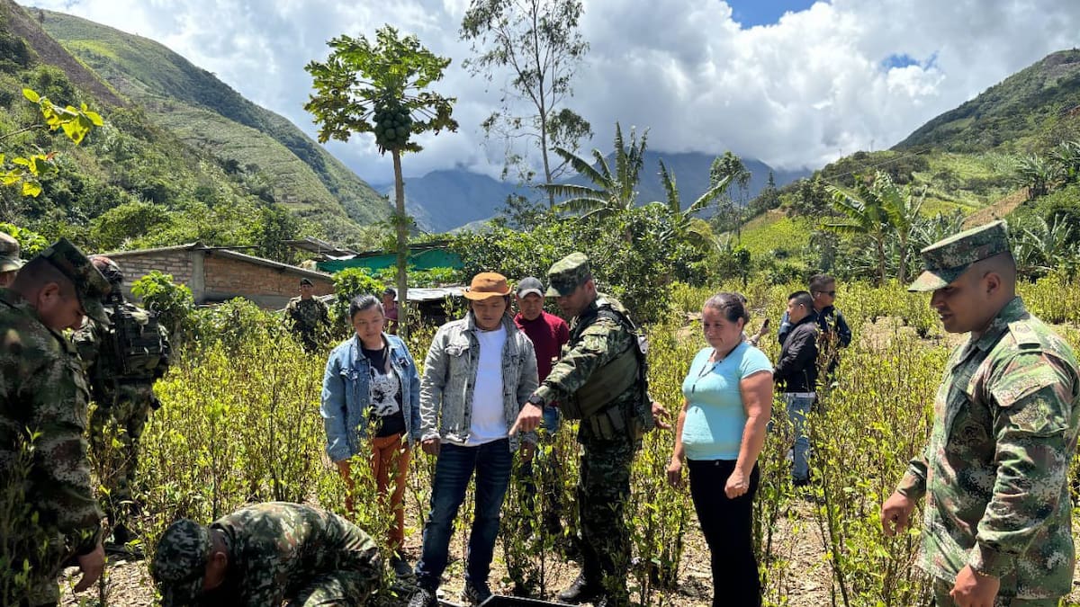 Una guerra jurídica enfrentaría la erradicación manual de cultivos ilícitos