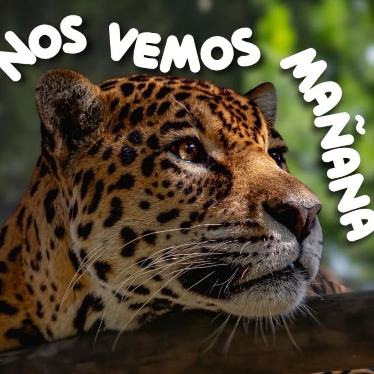 Bioparque Ukumarí advierte crisis financiera para atender a sus animales, ¿Cómo aportar?