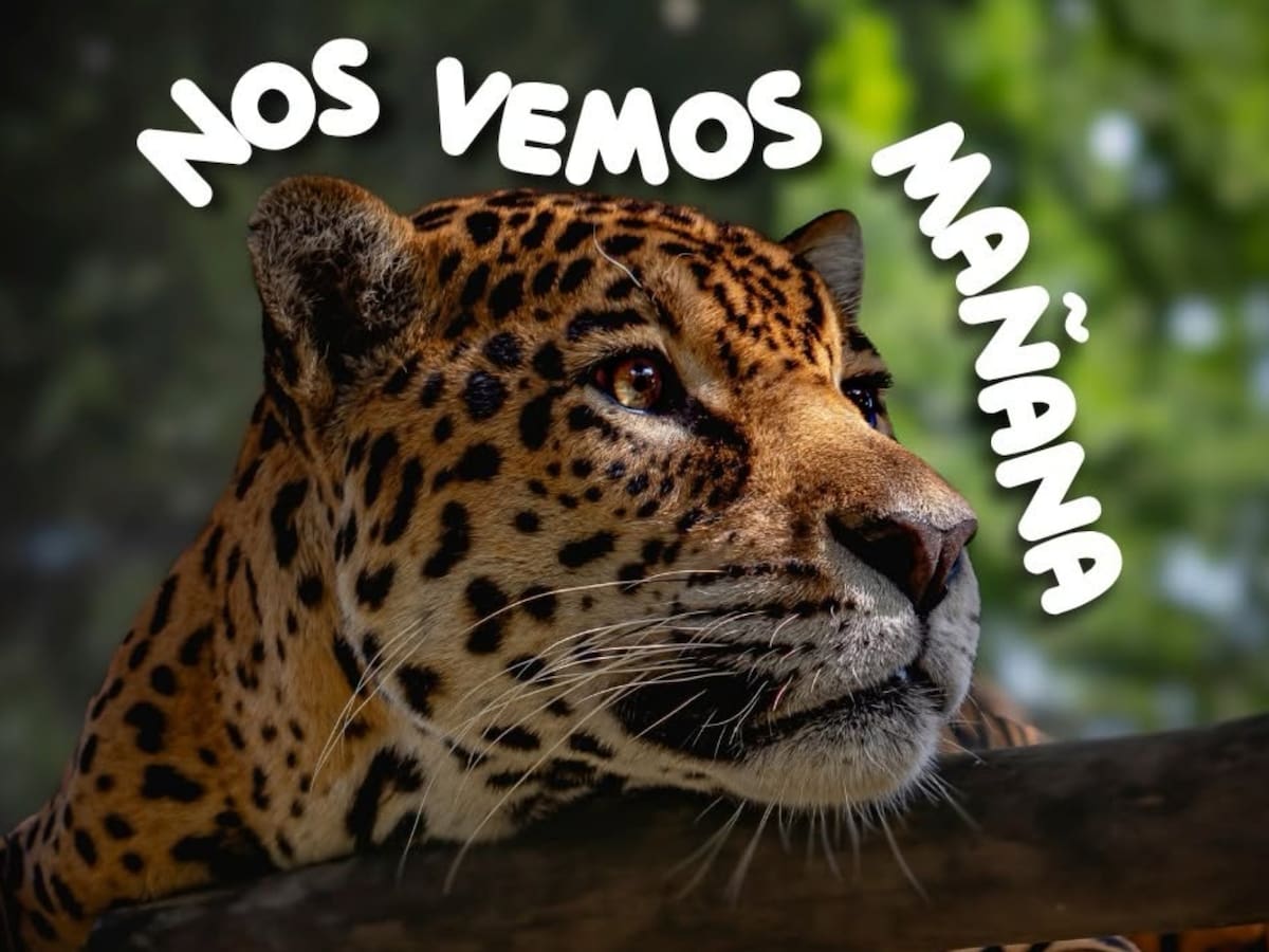 Bioparque Ukumarí advierte crisis financiera para atender a sus animales, ¿Cómo aportar?