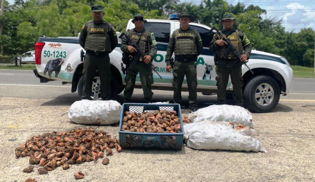 La mercancía podría tener un valor entre los 10 y 16 millones de pesos