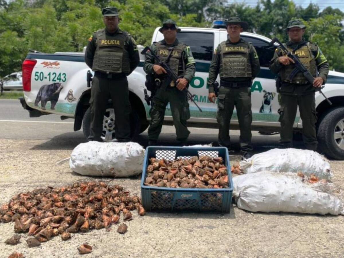 Policía Ambiental de Cartagena decomisó 5.000 caparazones de caracol