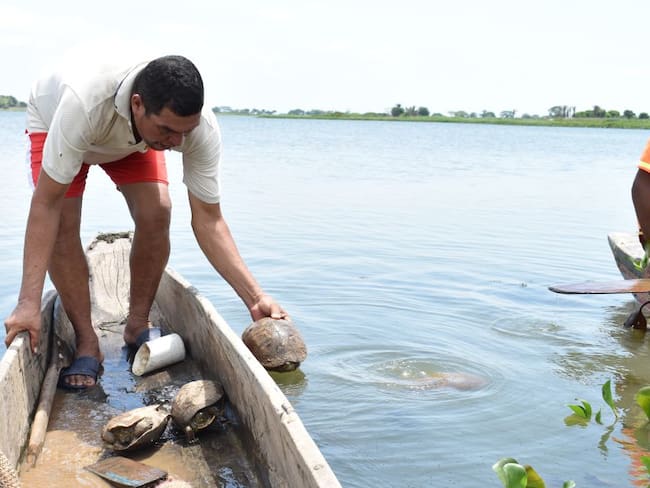 Pescadores de La Mojana: Guardianes de la Ciénaga Carbonero