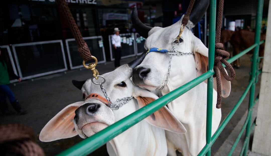 Controvertida solicitud de ganaderos del Cesar.
