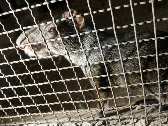 Personería de Cartagena alerta sobre roedores en cárcel de mujeres